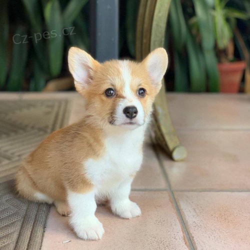 N�dhern� �t���tka Pembroke Welsh Corgi k adopci.
