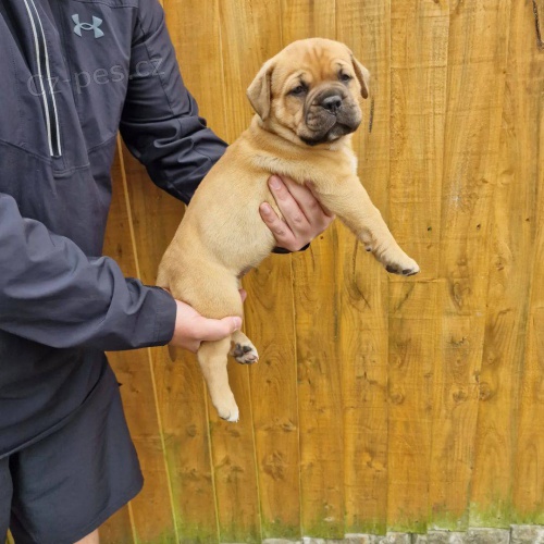 N�dhern� �t���tka Bullmastiff k adopci.