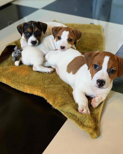 N�dhern� jack Russell �t��ata k adopci.