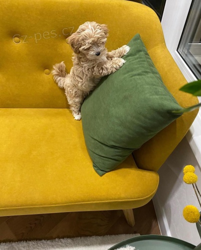 N�dhern� �t���tka Maltipoo k adopci.