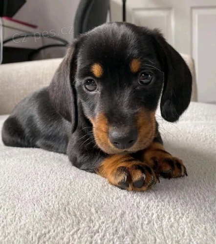 N�dhern� �t���tka jezev��ka k adopci.