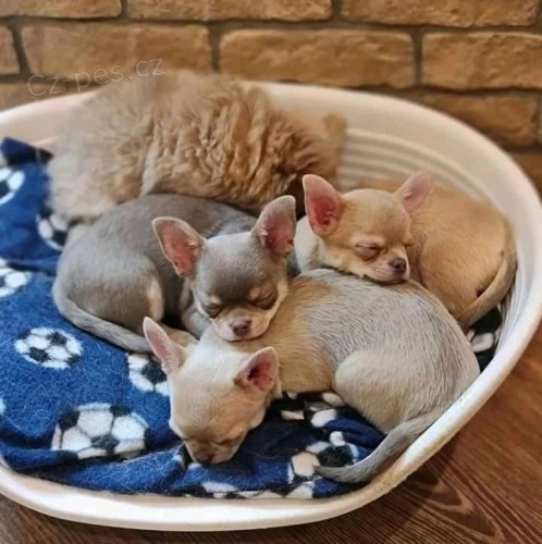 N�dhern� �t���tka �ivavy k adopci.