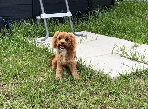 N�dhern� Cavapoo �t���tka k adopci.