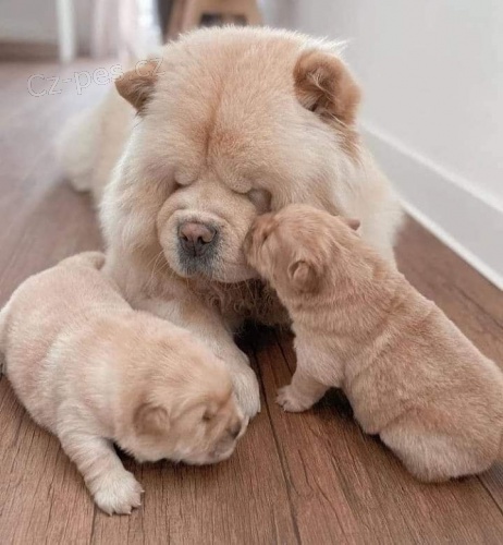 N�dhern� �t���tka Chow Chow k adopci.