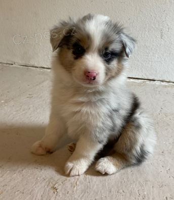 �t��ata Australsk� ov��k k dispozici