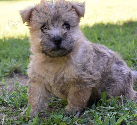 �t��ata Cairn terier k dispozici