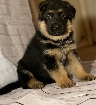 �t��ata N�meck� ov��k k dispozici