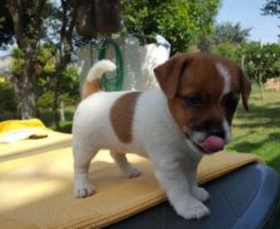 �t��ata Jack Russell Terrier k dispozici