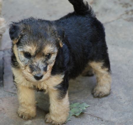 �t��ata Lakeland terier k dispozici