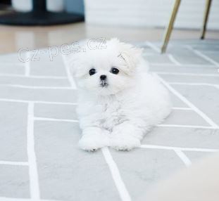 �t��ata Maltsk� k dispozici