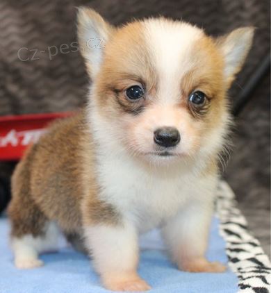 �t��ata Welsh corgi pembroke k dispozici