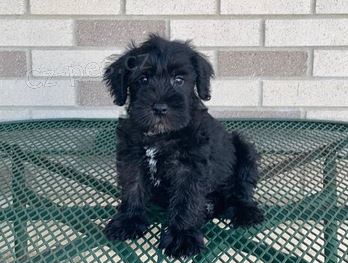 �t��ata Kn�ra� Mal� k dispozici