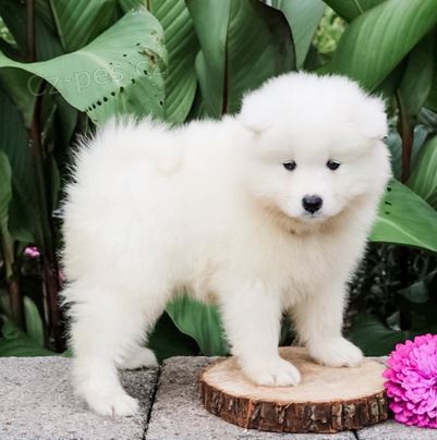 �t��ata Samojed k dispozici