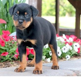 �t��ata Rotvajler k dispozici