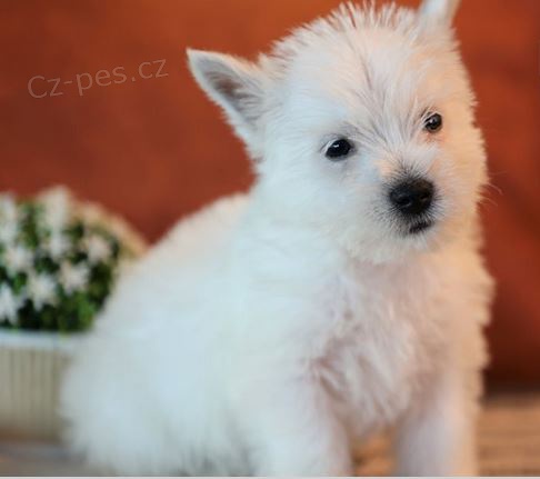 �t��ata West Highland White terier k dispozici