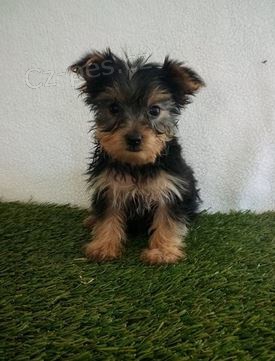 �t��ata Jork��rsk� teri�r k dispozici