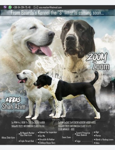 St�edoasijsk� ov��k �t��ata