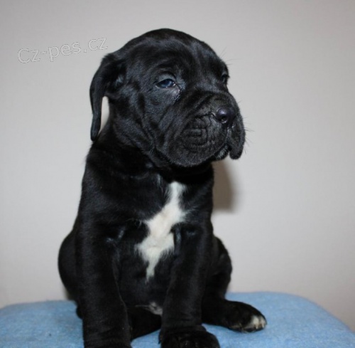Cane Corso �t��ata