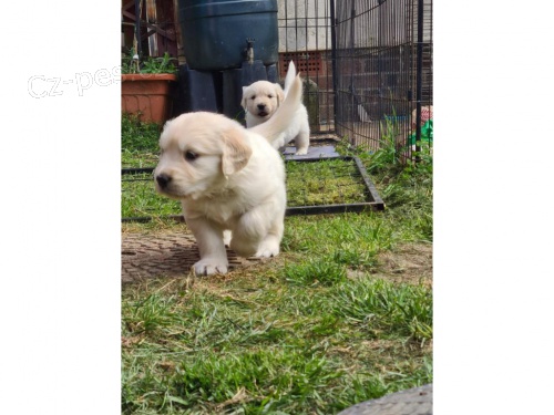 Robustn� zlat� retr�v�i k adopci.