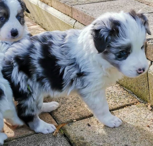 Rozko�n� �t���tka border kolie k adopci.