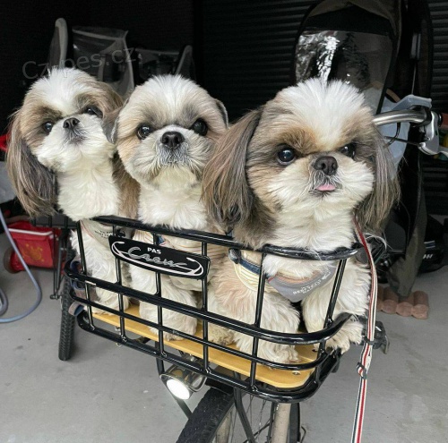 Hrav� �t��ata Shih Tzu k adopci.