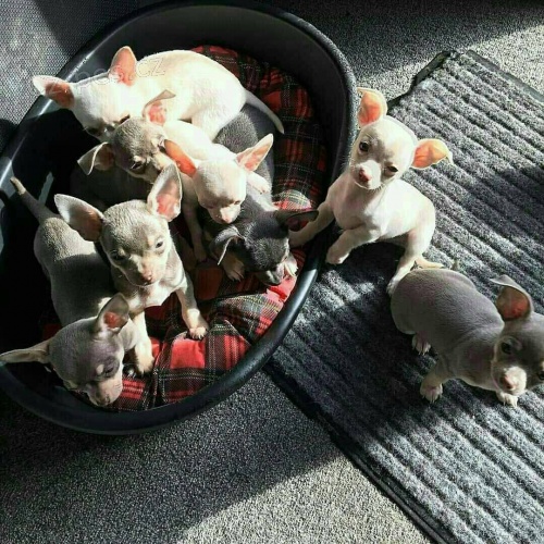 Rozko�n� �t���tka �ivavy k adopci.