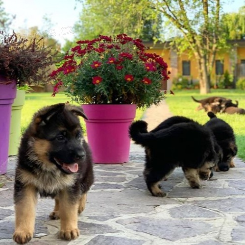 �t��ata n�meck�ho ov��ka k adopci.