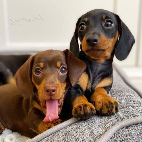 Zdrav� �t���tka jezev��ka k adopci.