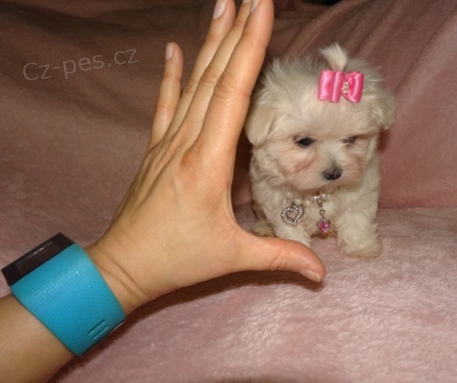 PROD�M O�KOVAN� miniaturn� �t��ata malt�z�k�.