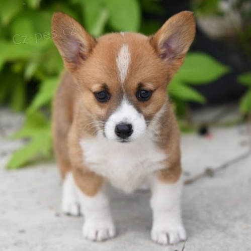 Prod�m �t��ata Pembroke Welsh Corgi.