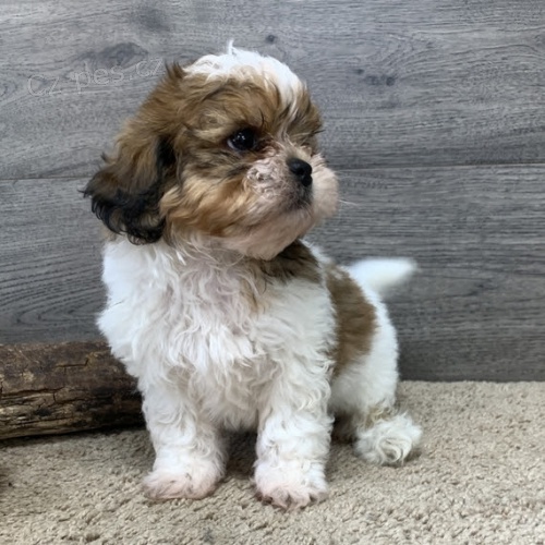 Prod�m �t��ata SHIH TZU