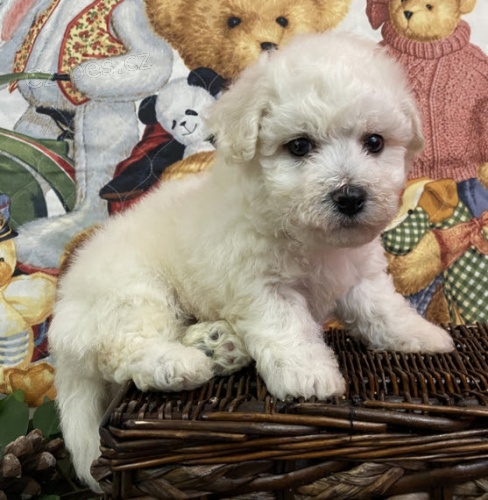 �t��ata bi�onka jsou k dispozici a p�ipravena k prodeji.