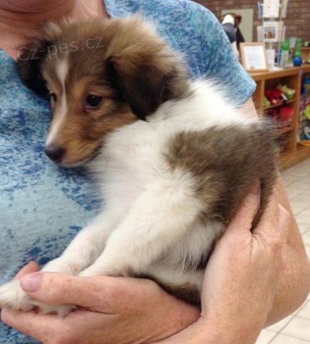 �t��ata �heltie na prodej.