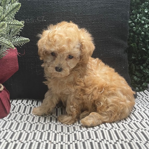 Prod�m zdrav� a kr�sn� �t���tka pejska a fenky Cavapoo.