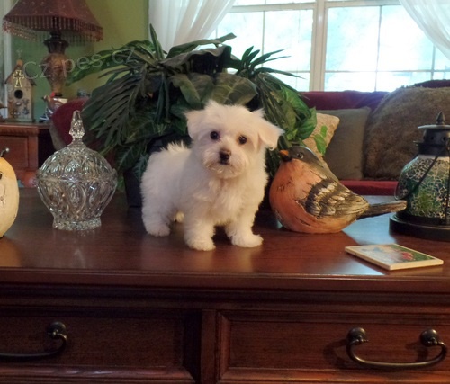 N�dhern� malt�zsk� �t��ata k dispozici pro nov� domovy.