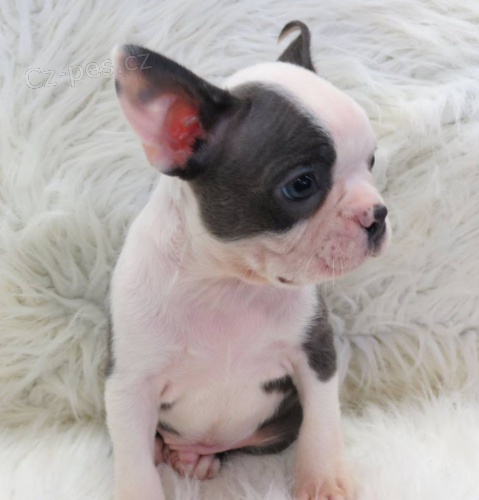 �t��ata bostonsk�ho teri�ra (CKC Reg'd)