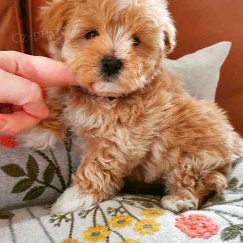 Registrovan� roztomil� �t��ata Maltipoo k adopci.