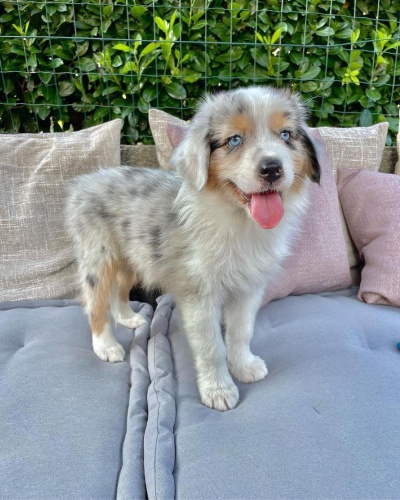 Dv� kr�sn� �t��ata australsk�ho ov��ka k adopci.