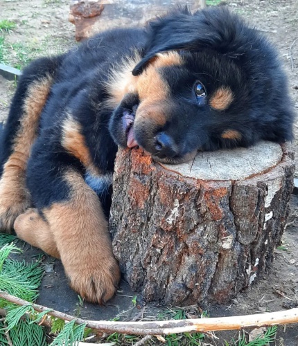 Extr�mn� Bernedoodle samice a mu�i k dispozici pro nov� domovy.