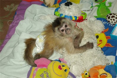 Zdravotn� opice k dispozici