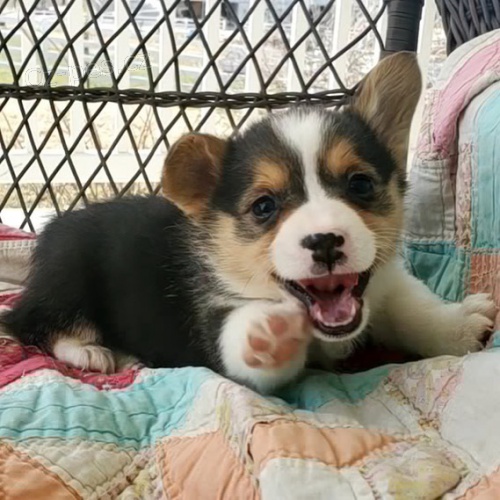 kr�sn�ho pejska a fenku Pembroke Welsh Corgi �t���tka