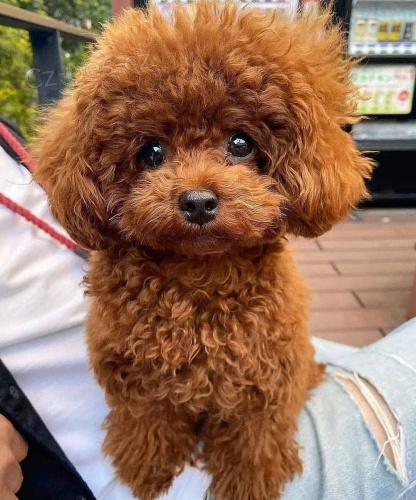 12t�denn� �t��ata hra�ka pudla