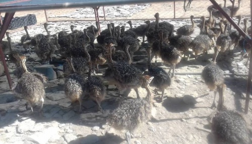 Prodej p�tros�ch ku�at a vajec