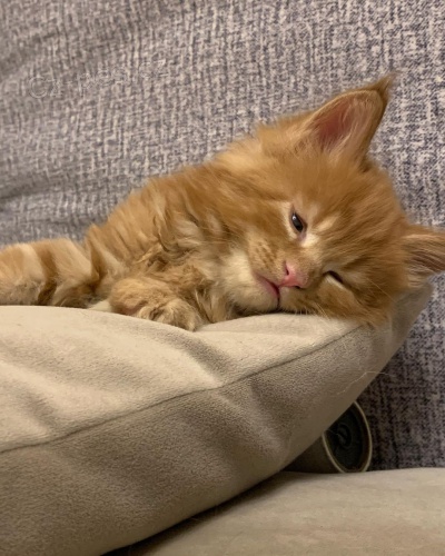 N�dhern� mainsk� m�val� ko��tka dostupn� do dobr�ch domov�.