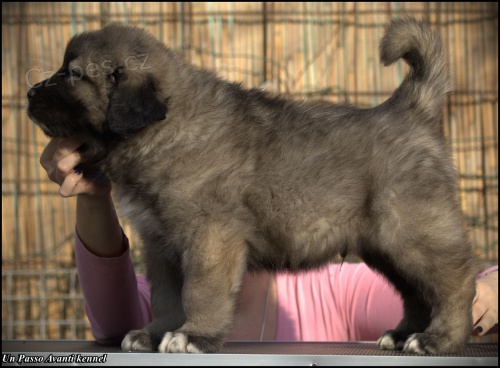 Kavkazsk� ov��k �t��ata