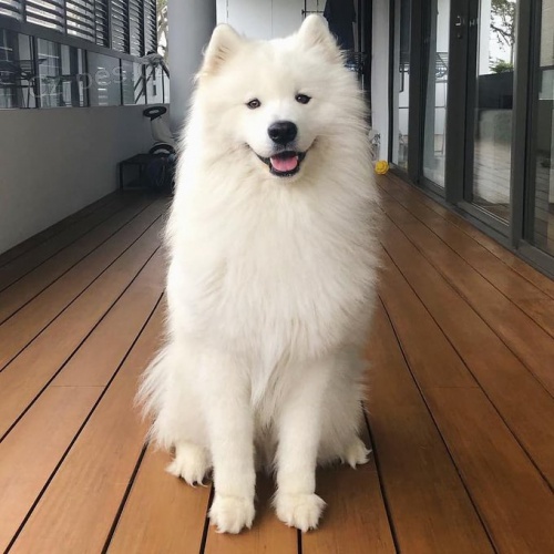 Dv� �t���tka samojeda do nov�ho domova