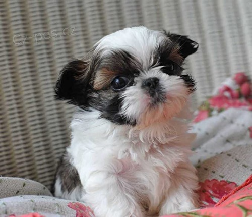 Rozko�n� �t���tka Shih Tzu do nov�ch domov�