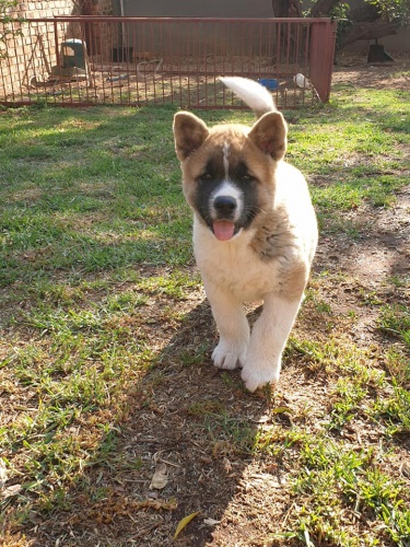 M�me �t���tka Akita Inu do dobr�ch domov�