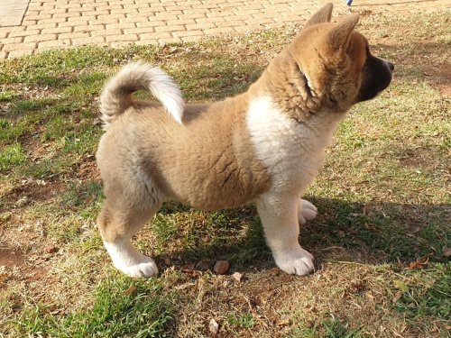 M�me �t���tka Akita Inu do dobr�ch domov�