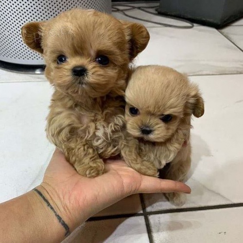 Prod�m �t��ata o�kovan�ho pudla trpasli��ho psa a samice mini toy.